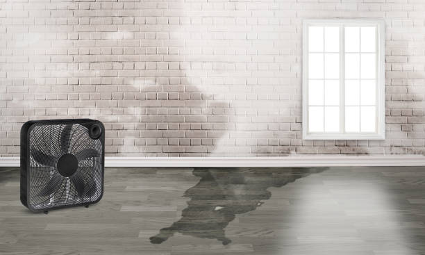 Best Sewage cleanup and water damage restoration  in Wiggins, MS